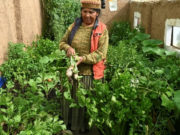Mujeres en Bolivia combaten la pobreza con huertos domésticos orgánicos