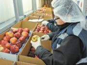 Mujeres aportan 36% de la recaudación total de ISR de personas físicas