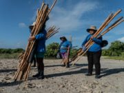 Las mexicanas que levantan un muro de manglares para proteger la costa ante los huracanes
