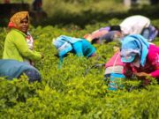 Mujeres: indispensables para la producción alimentaria, pero con condiciones laborales precarias: FAO