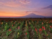 Disminuye participación de mujeres en el campo poblano: Inegi
