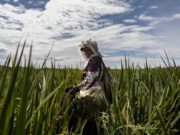 Una década para saldar las deudas con las mujeres rurales de América Latina