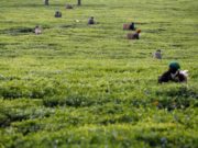 Si eres mujer y pobre, corres mayor riesgo de perder tu empleo por la automatización y la inteligencia artificial